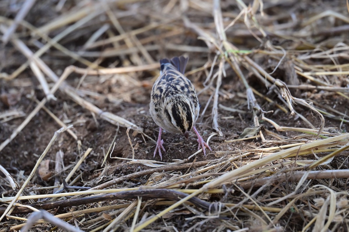靛藍維達雀 - ML647404568