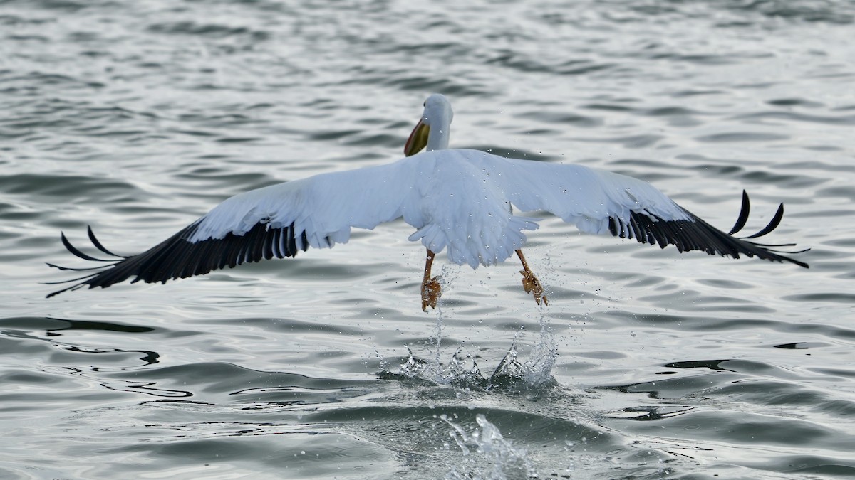 American White Pelican - ML647404578