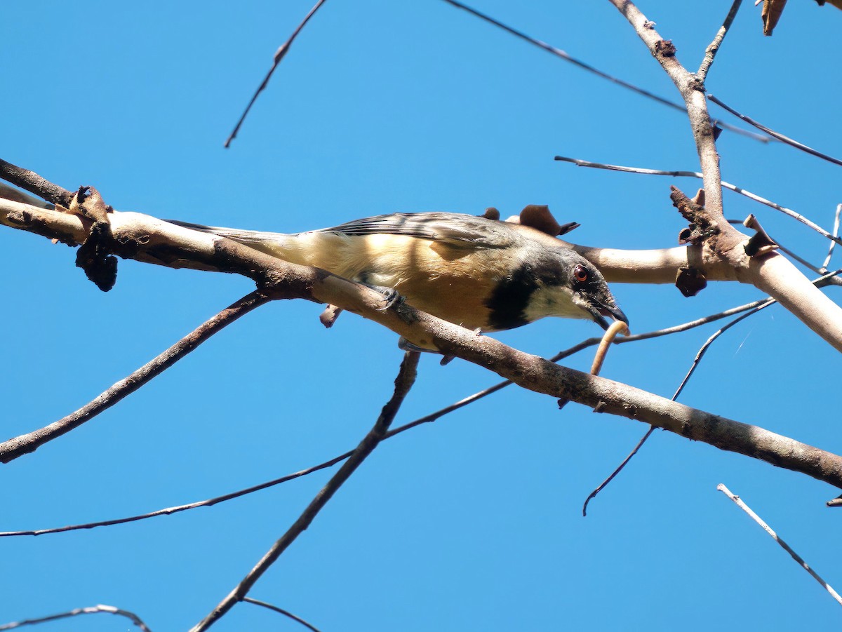 Rufous Whistler - ML647404579