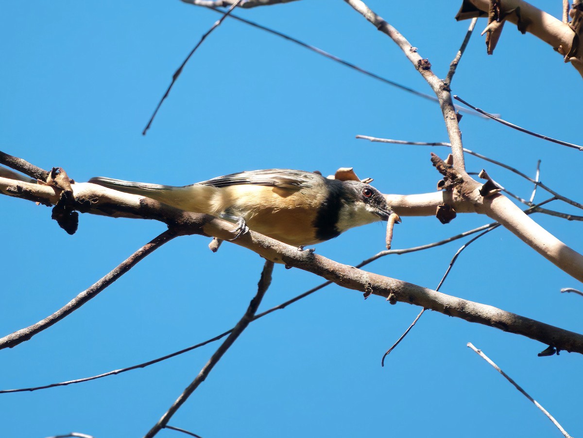 Rufous Whistler - ML647404580