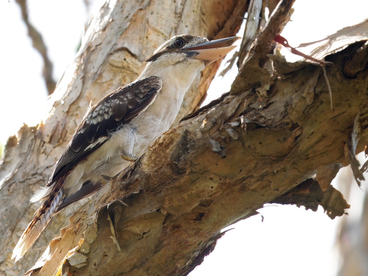 Laughing Kookaburra - ML647404581