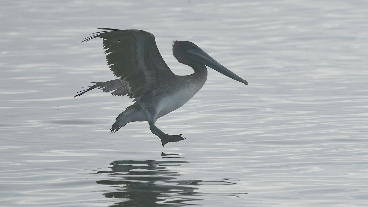 Brown Pelican - ML647404582