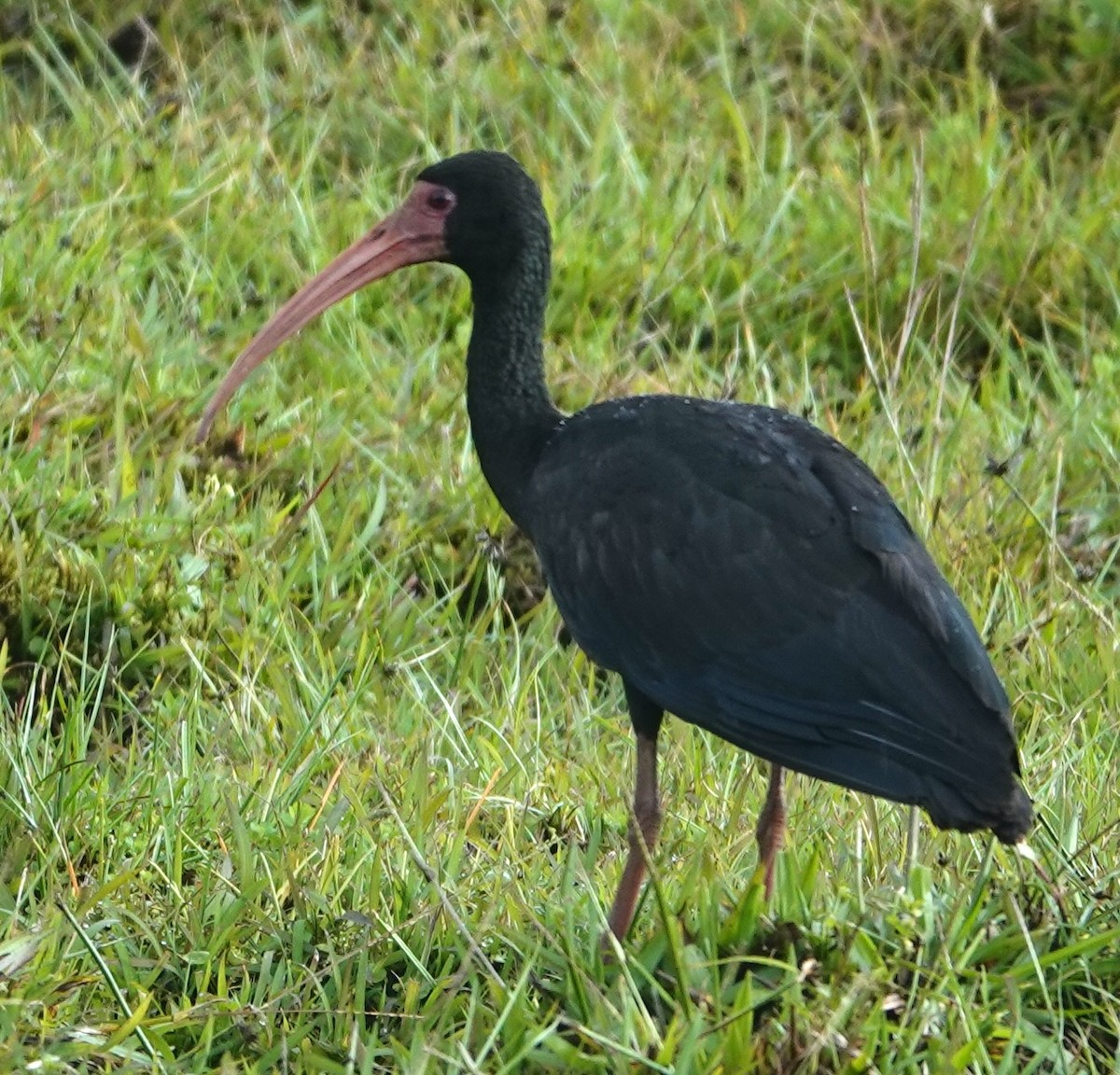 Bare-faced Ibis - ML647404583