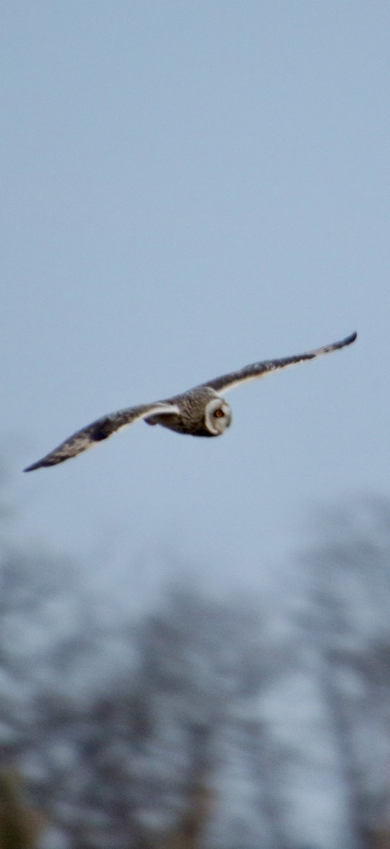 短耳鴞 - ML647404586