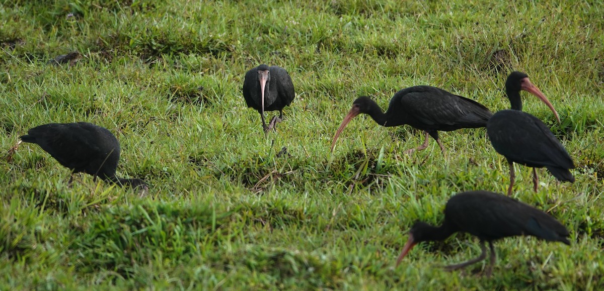 Bare-faced Ibis - ML647404588