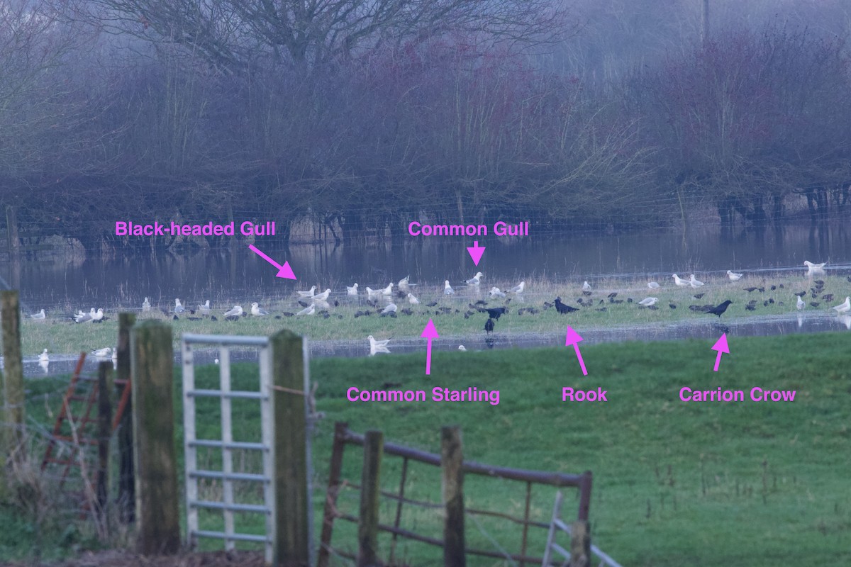 Ekin Kargası - ML647404589