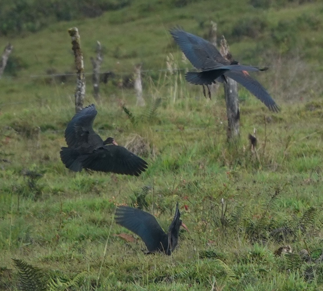 Bare-faced Ibis - ML647404591