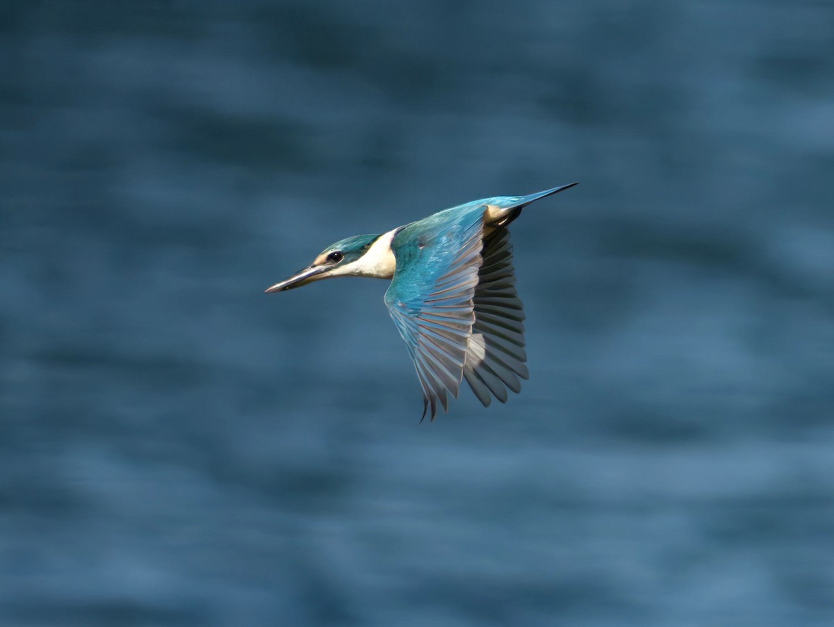 Sacred Kingfisher (Australasian) - ML647404592