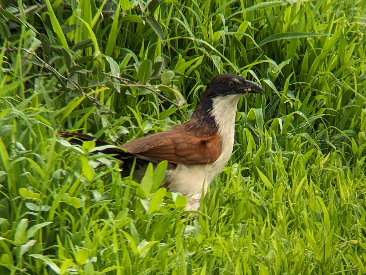 Coppery-tailed Coucal - ML647404604