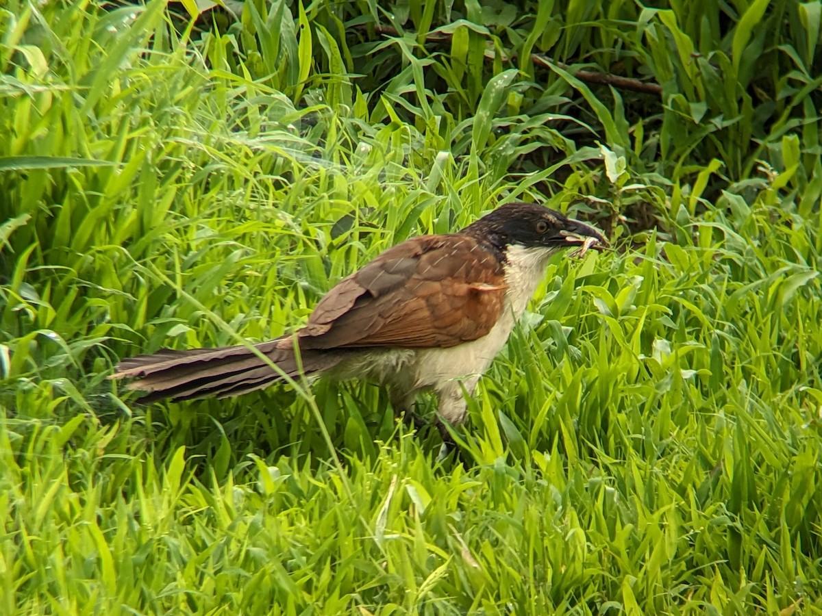 Coppery-tailed Coucal - ML647404605