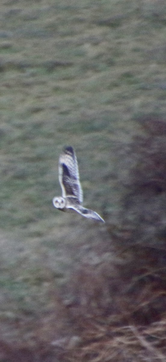 短耳鴞 - ML647404606