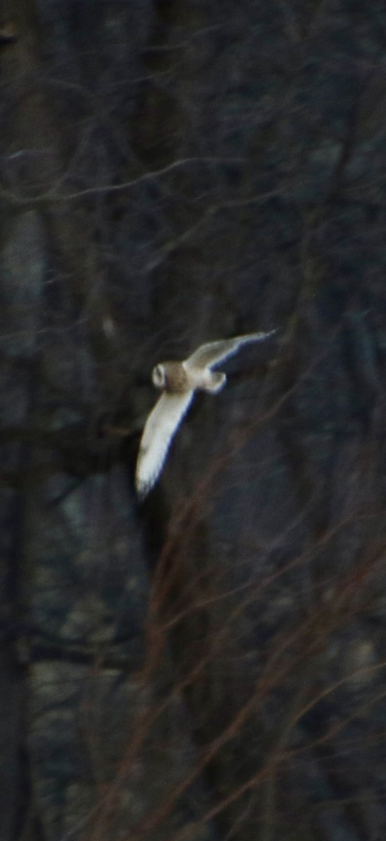 短耳鴞 - ML647404607