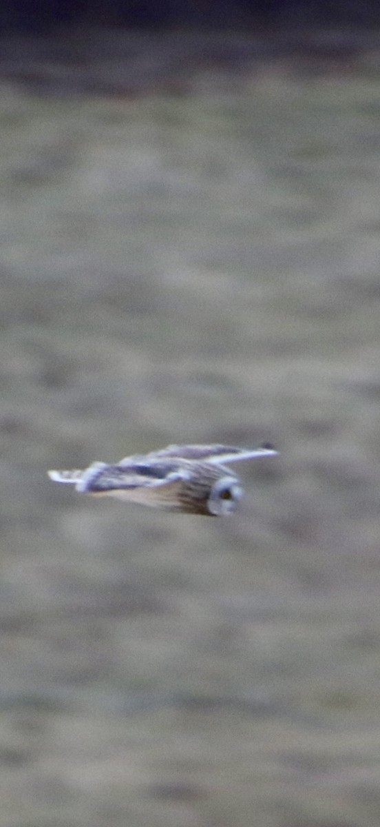 短耳鴞 - ML647404608