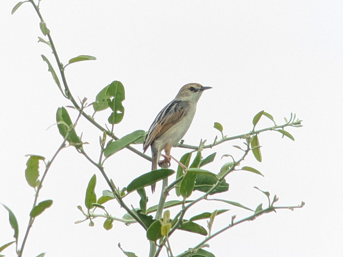 Luapula Cisticola - ML647404614