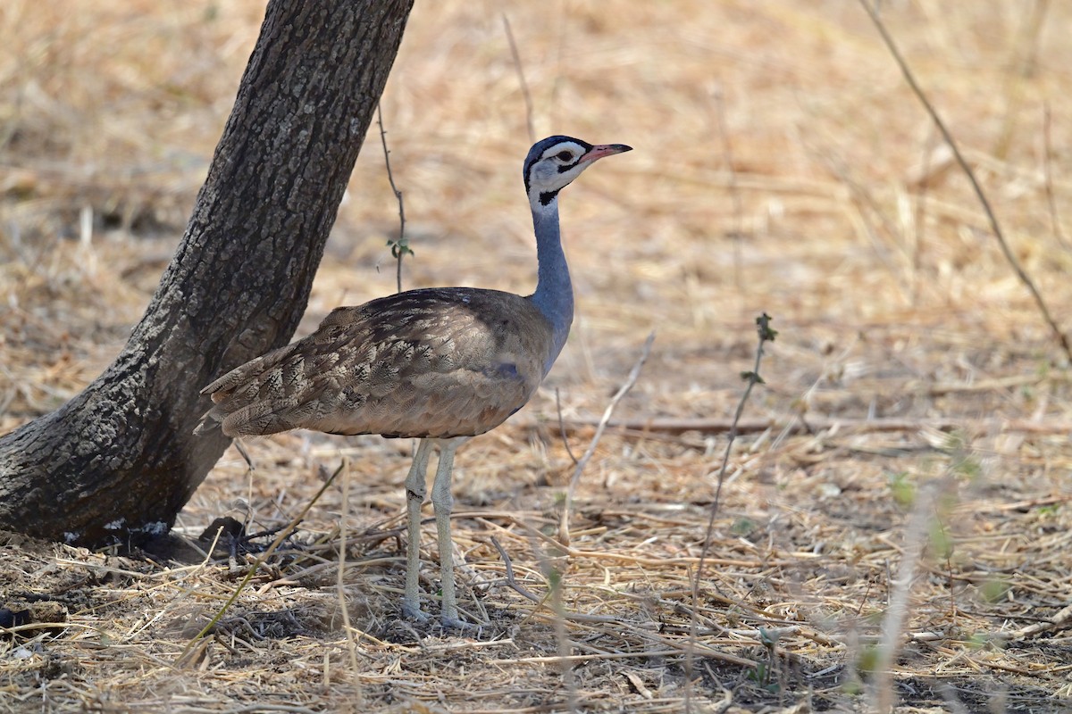 セネガルショウノガン - ML647404624