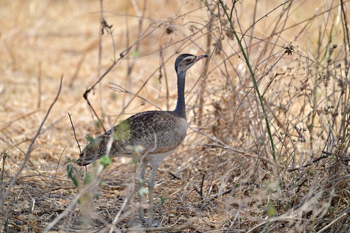 セネガルショウノガン - ML647404625