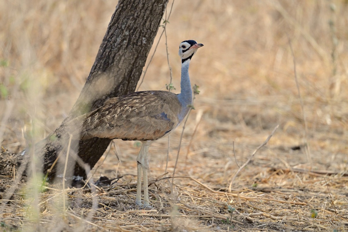 セネガルショウノガン - ML647404627