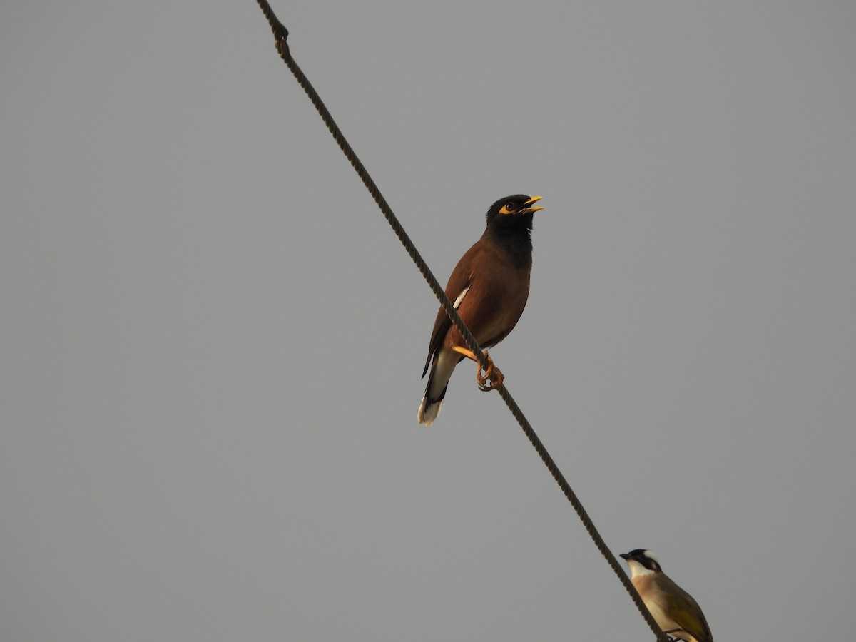 インドハッカ - ML647404629