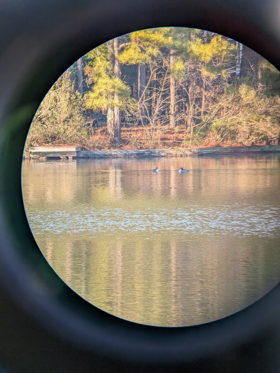 カワアイサ - ML647404631