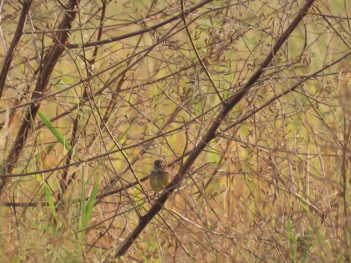 シベリアアオジ - ML647404632