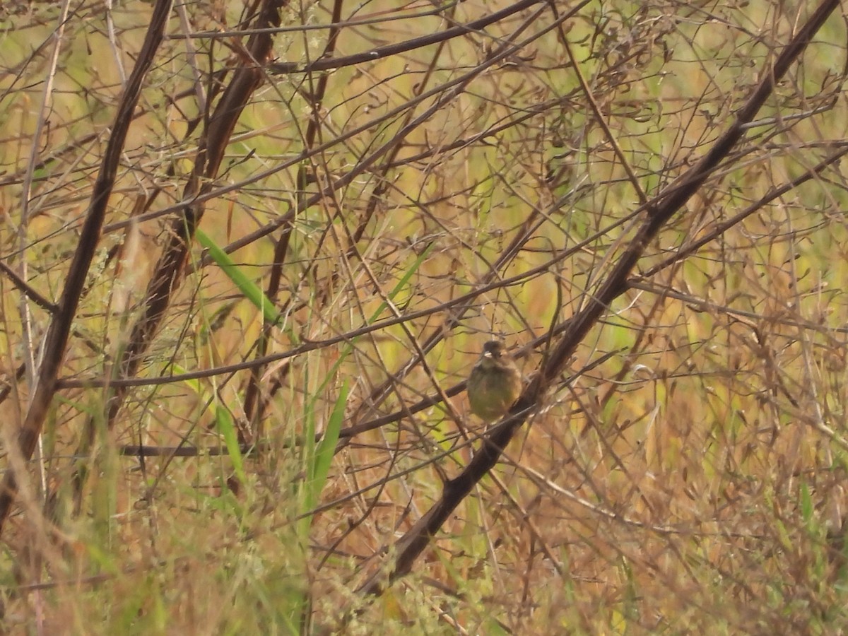 シベリアアオジ - ML647404635