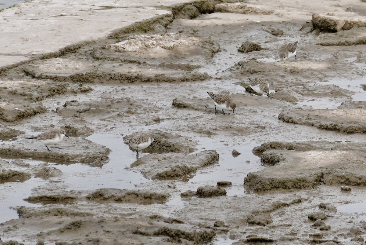 トウネン - ML647404643