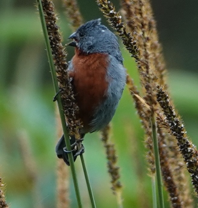 クリハラヒメウソ - ML647404646