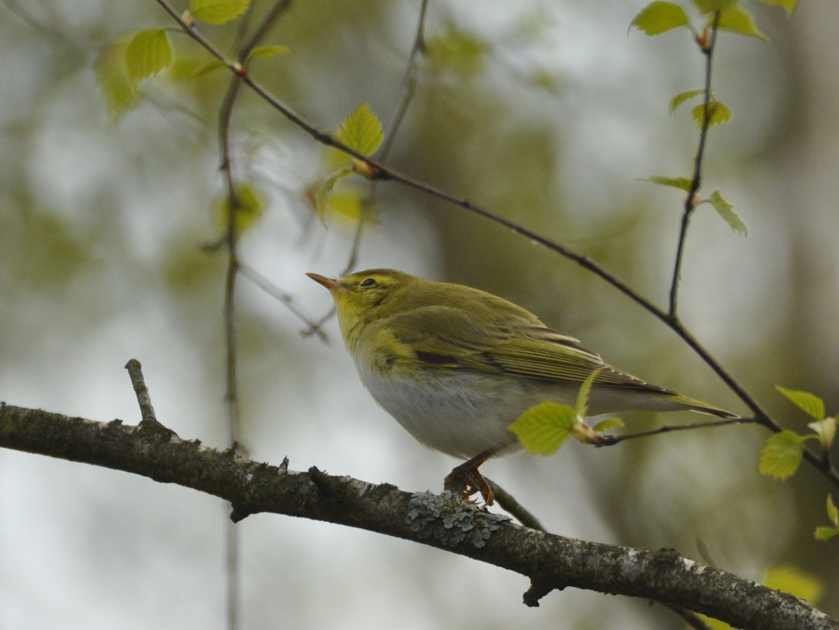 モリムシクイ - ML647404647