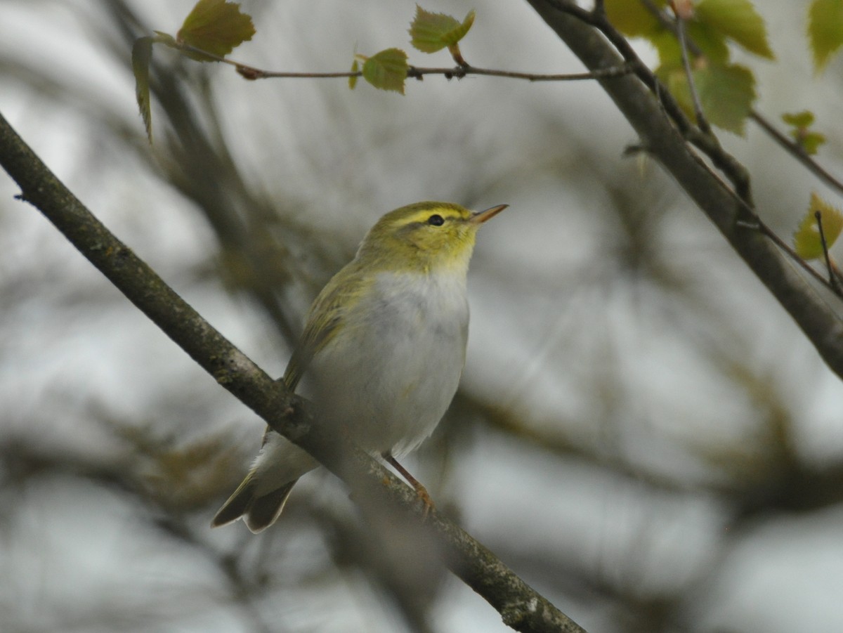 モリムシクイ - ML647404648