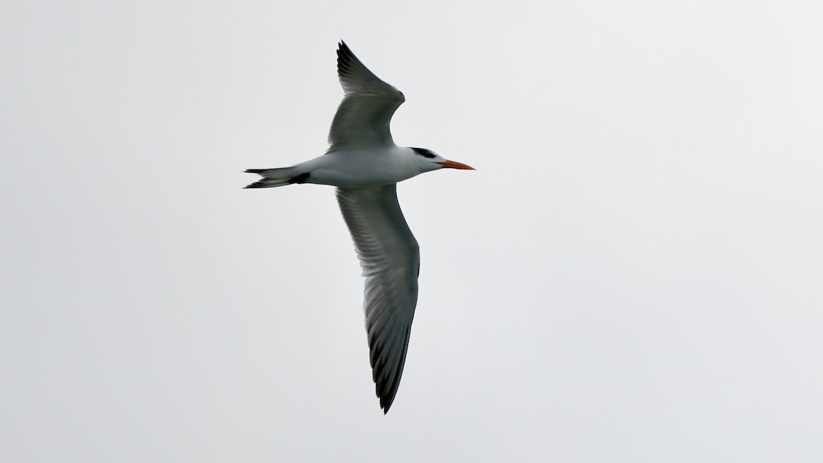 アメリカオオアジサシ - ML647404651