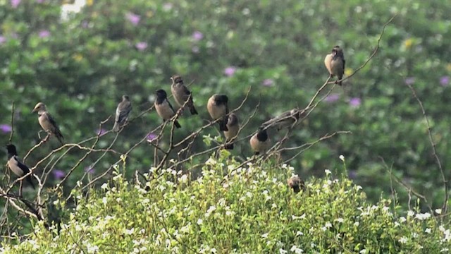 Arabazozo gorrizta - ML647404652