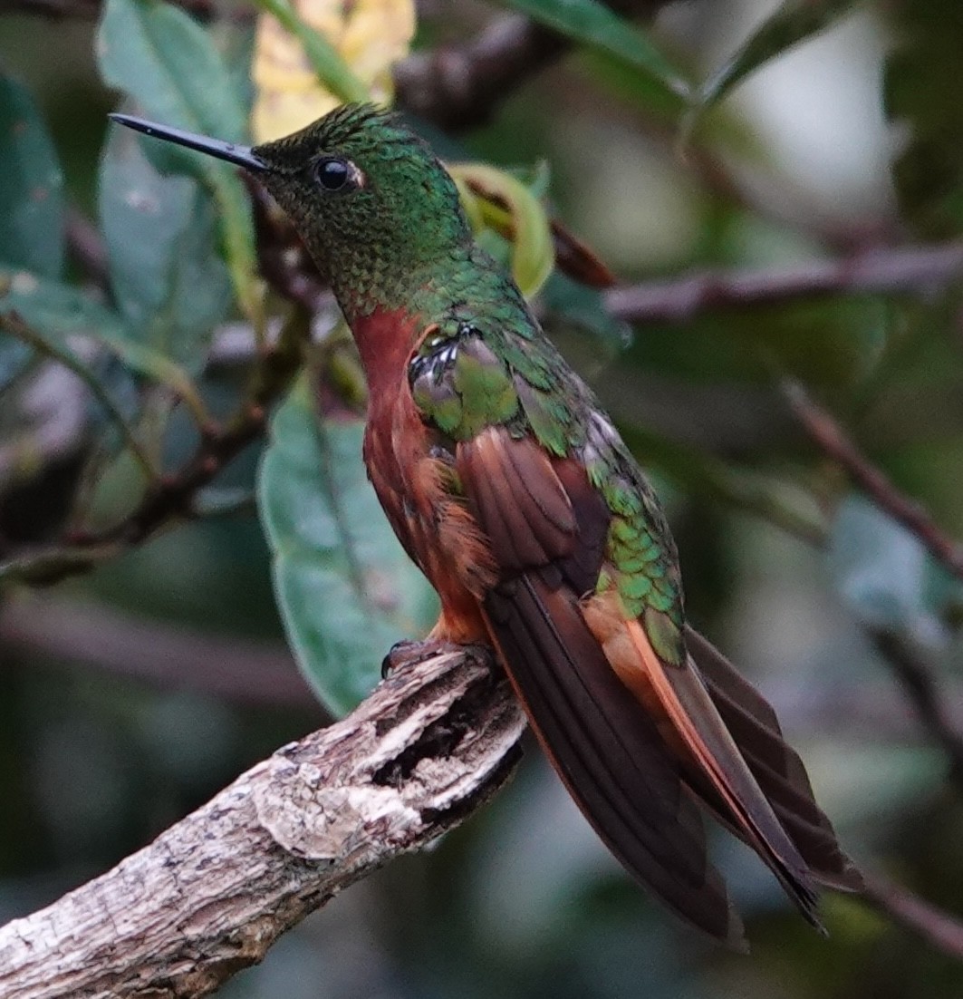 チャムネフチオハチドリ - ML647404658