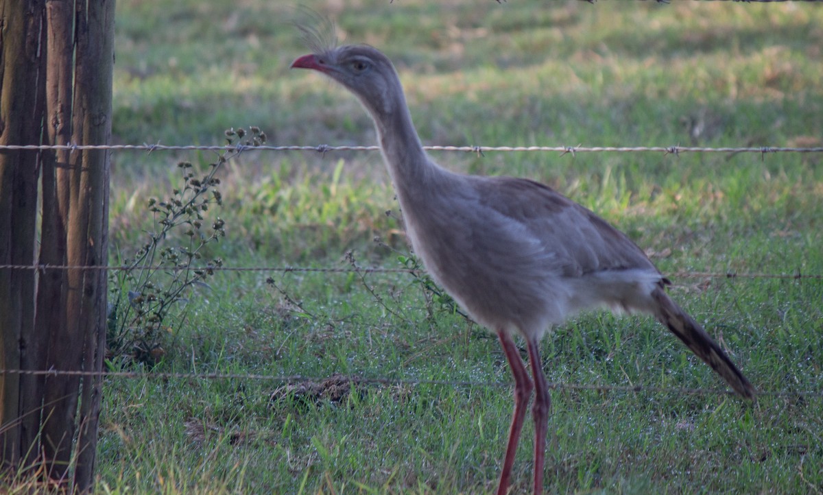 Red-legged Seriema - ML647404679