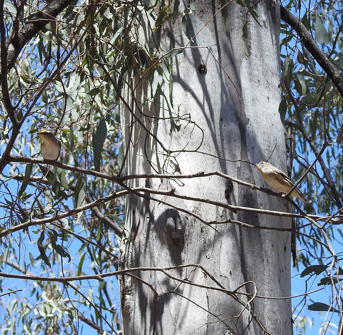 Желтогрудый радужник - ML647404688