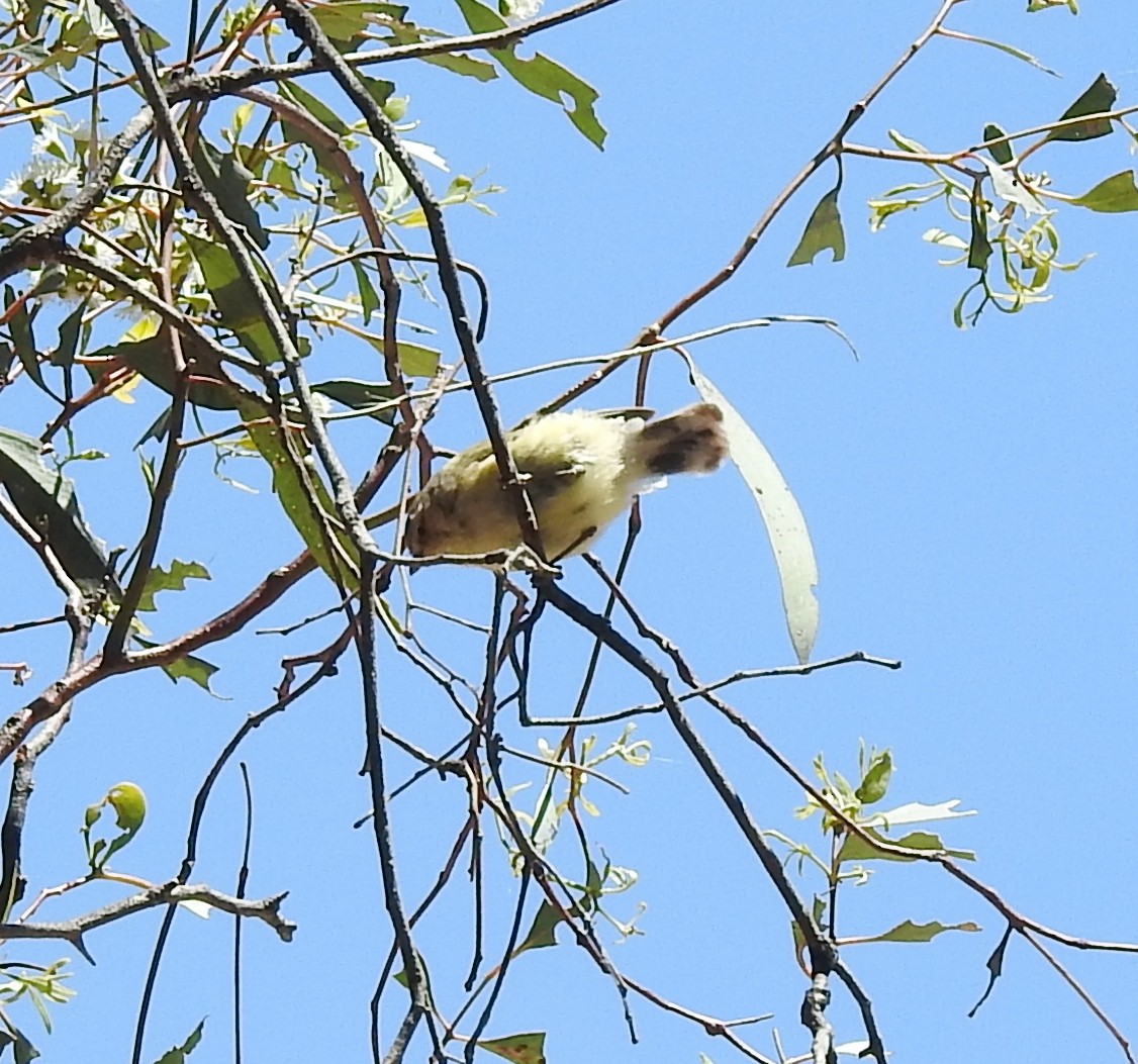 Короткоклювка - ML647404698