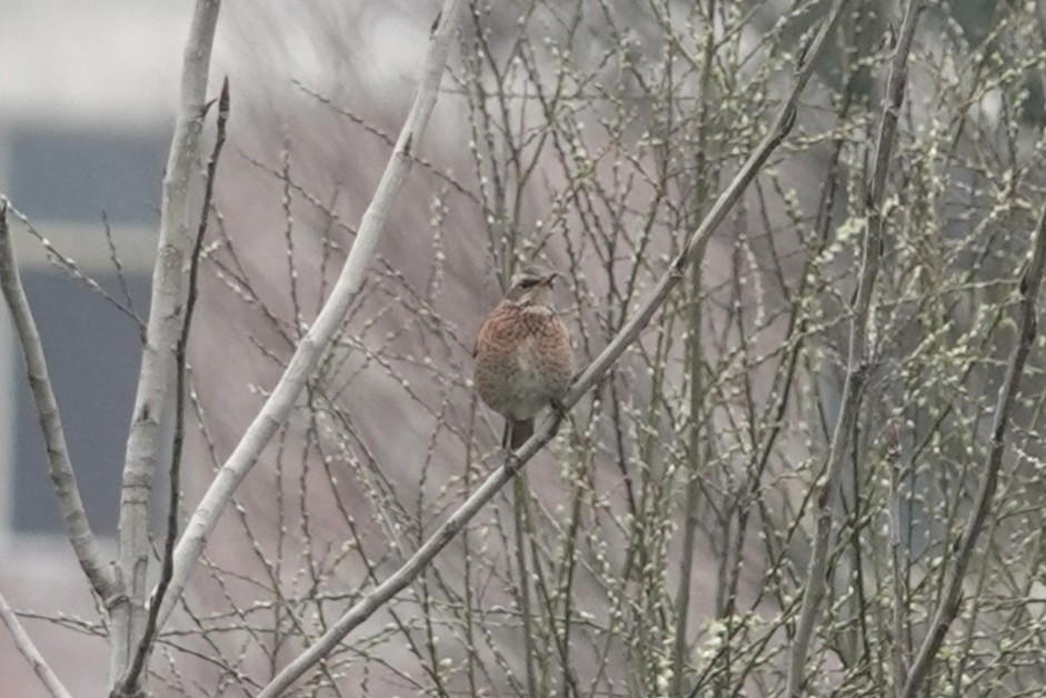 Naumann's Thrush - ML647404701