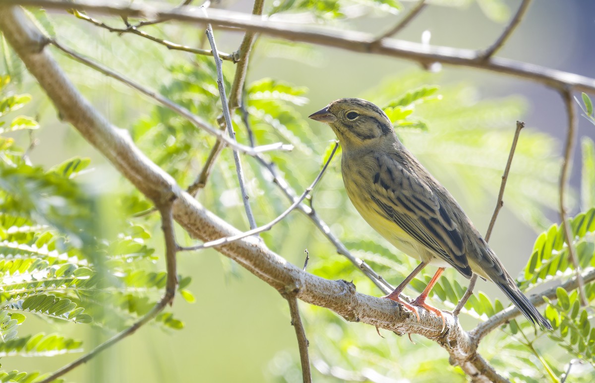 גיבתון צווארון - ML647404710