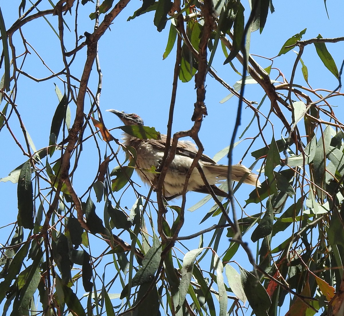 Крикливый кожеголов - ML647404731