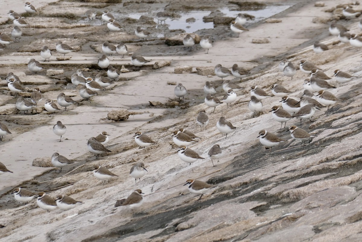 Kentish Plover - ML647404737