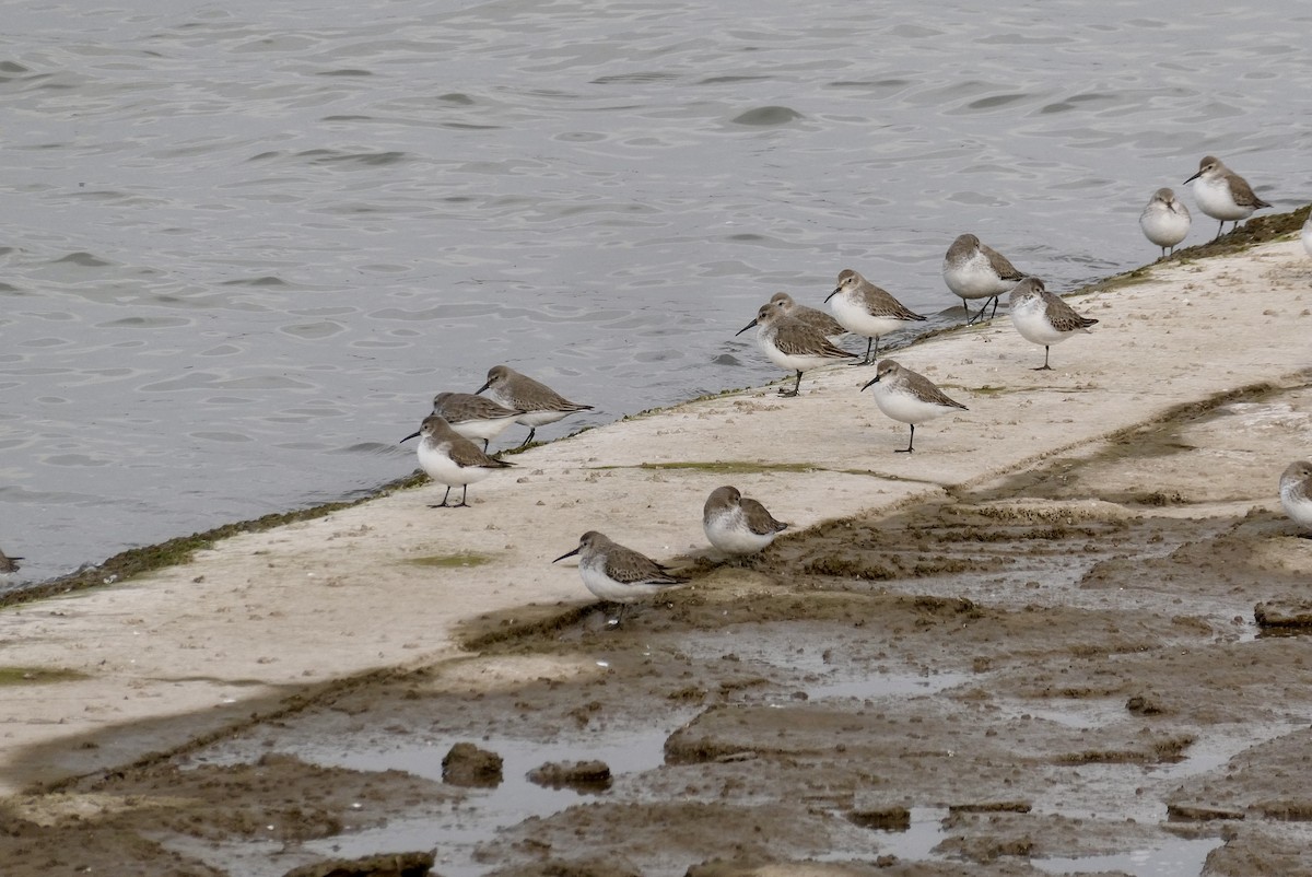 Dunlin - ML647404745