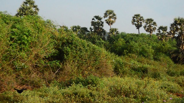 Black Drongo - ML647404755