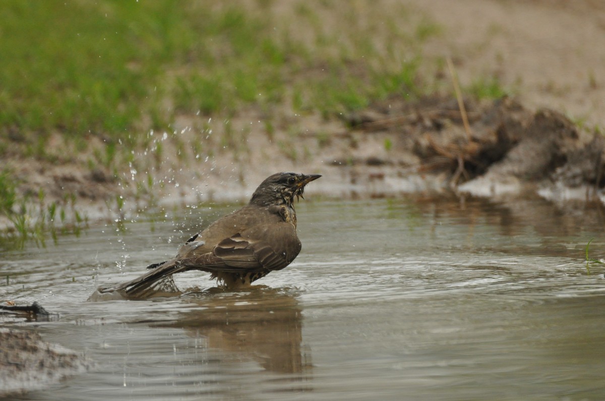 槲鶇 - ML647404774