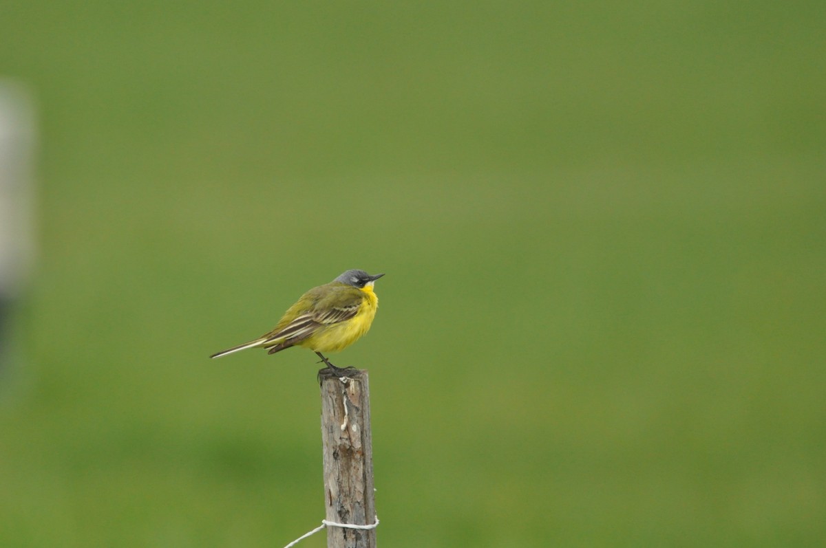 Western Yellow Wagtail - ML647404788