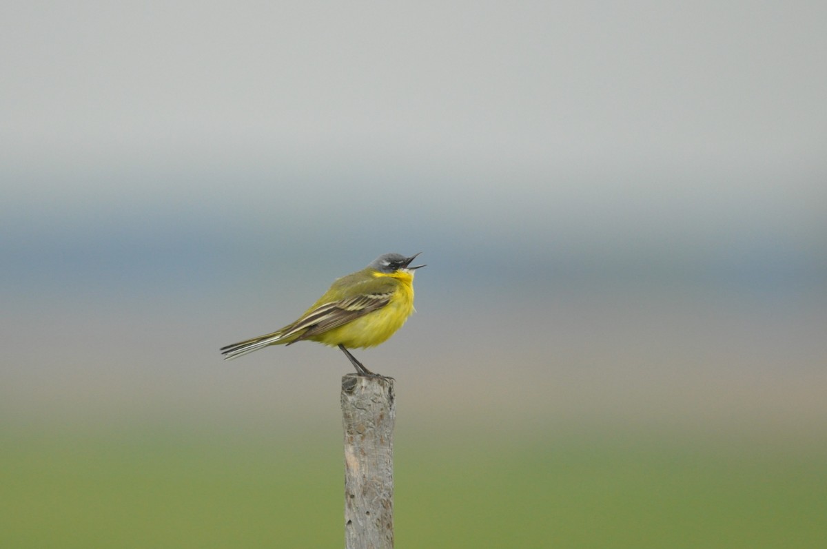 Western Yellow Wagtail - ML647404789