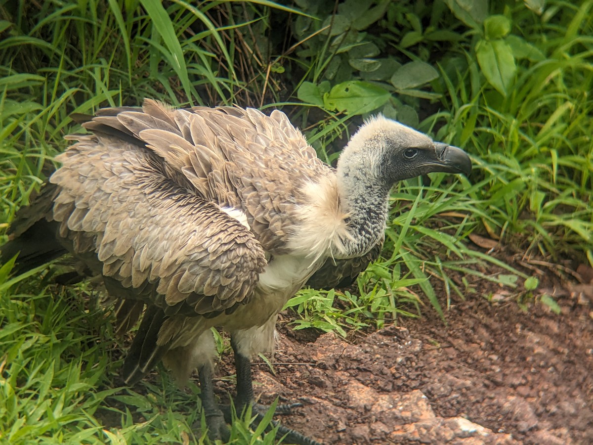 White-backed Vulture - ML647404791