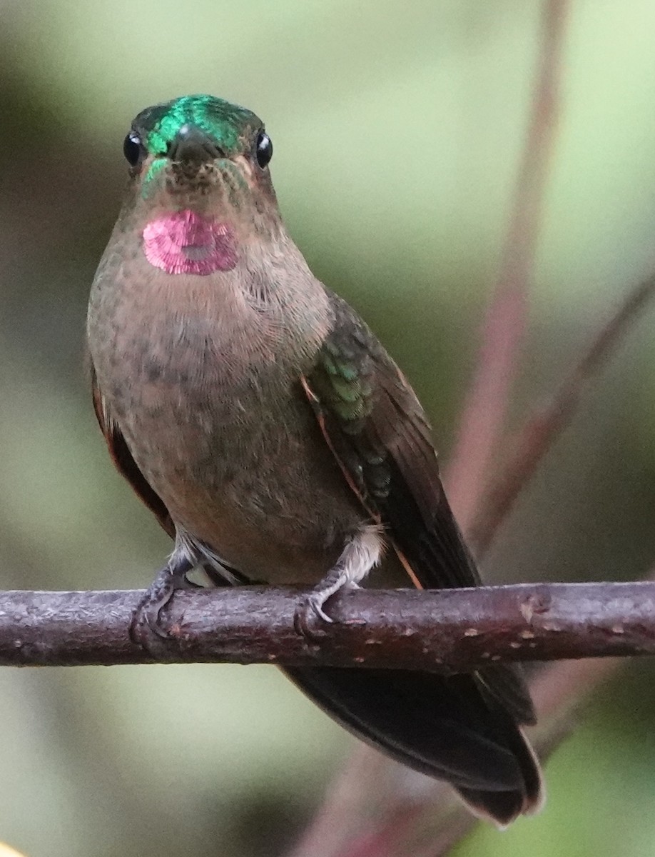 Fawn-breasted Brilliant - ML647404804