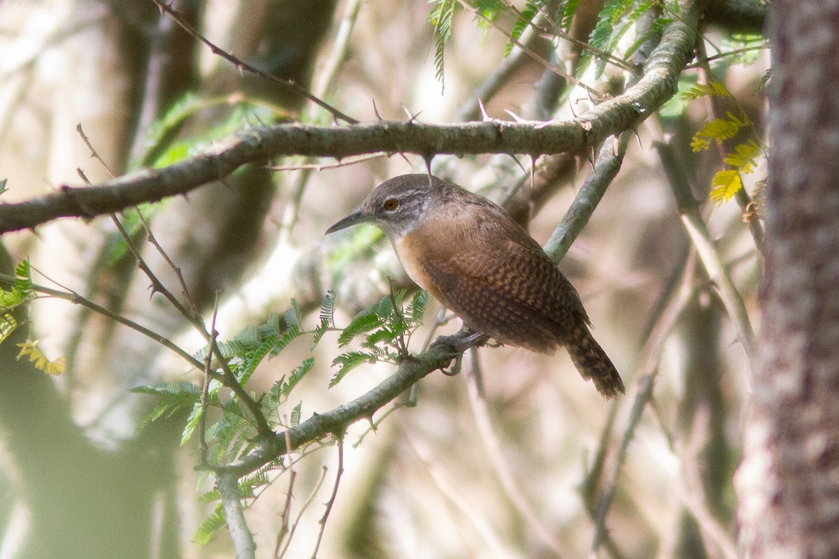 Buff-breasted Wren - ML647404807