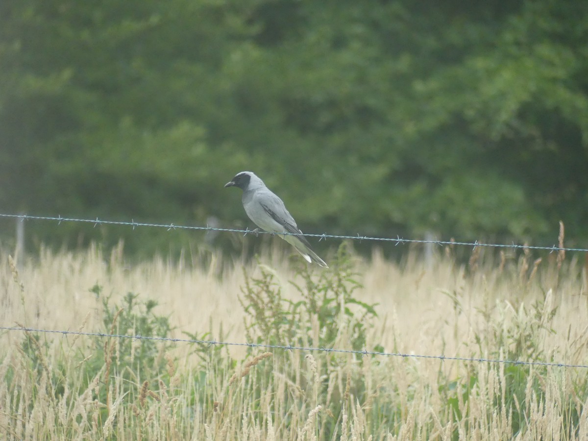 Black-faced Cuckooshrike - ML647404812