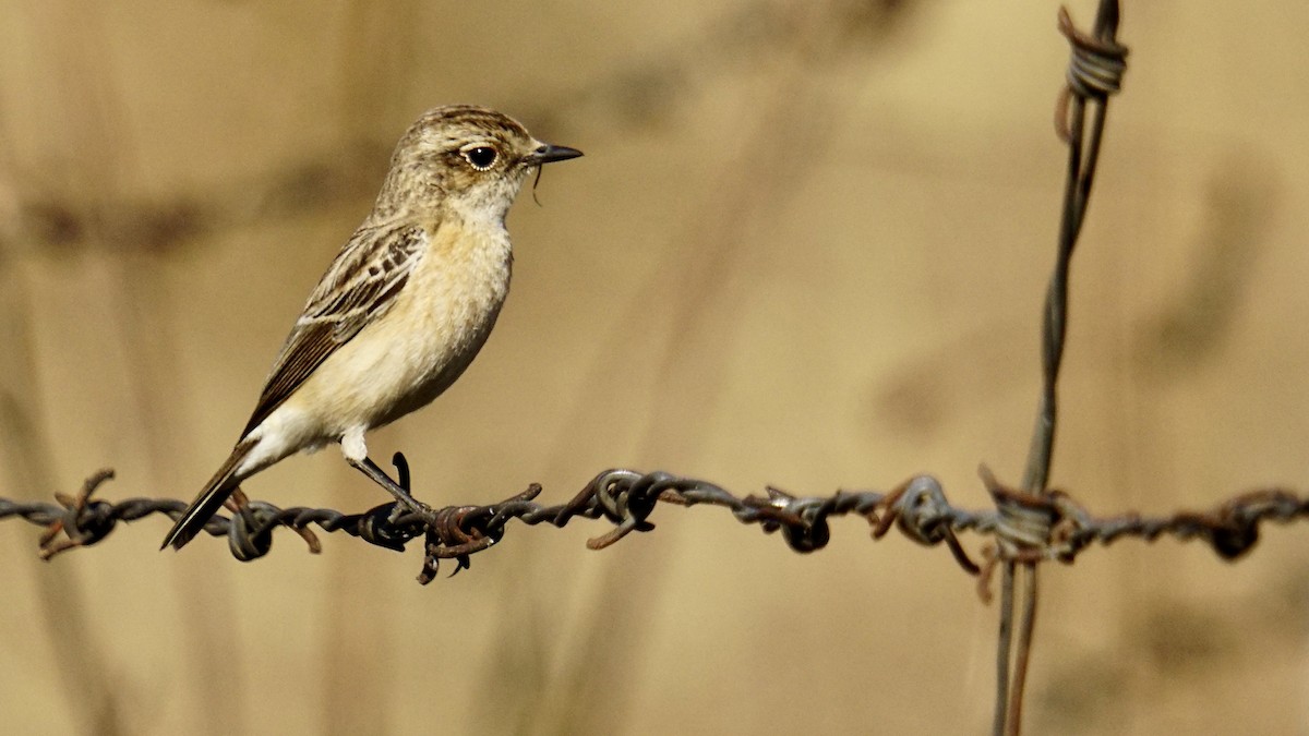 bramborníček sibiřský - ML647404853