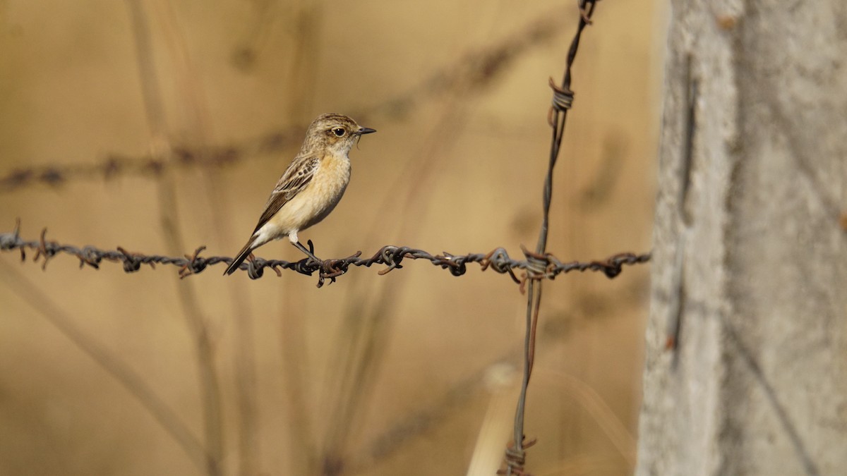 bramborníček sibiřský - ML647404854